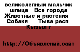 великолепный мальчик шпица - Все города Животные и растения » Собаки   . Тыва респ.,Кызыл г.